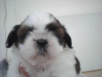 シーズー　ブリーダー　子犬販売の専門店　AneglWan　藤沢　鎌倉　逗子　葉山　茅ヶ崎