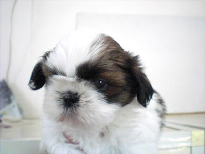 シーズー　ブリーダー　子犬販売の専門店　AneglWan　三重　岐阜　滋賀　石川　新潟