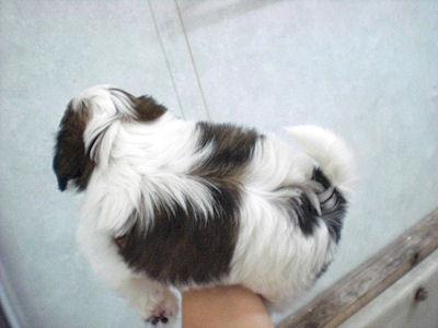 シーズー　ブリーダー　子犬販売の専門店　AneglWan　JAL　ANA　空輸　陸送　全国