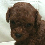 トイプードル　ブリーダー　子犬販売の専門店　AngelWan　横浜