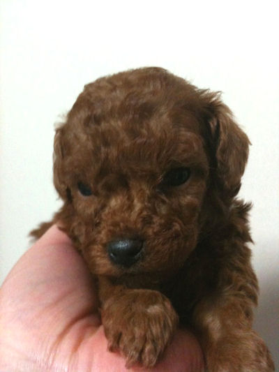 トイプードル　ブリーダー　子犬販売の専門店　AngelWan　横浜　川崎　湘南　町田