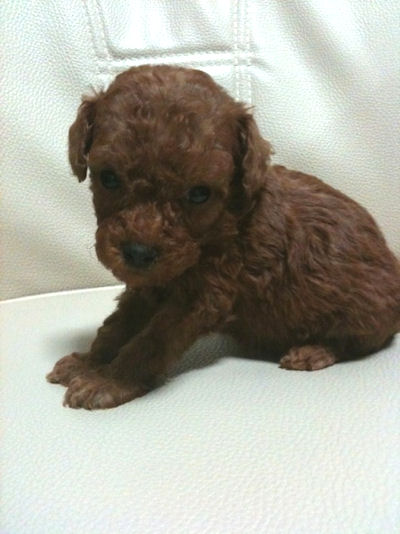 トイプードル　ブリーダー　子犬販売の専門店　AngelWan　東京　山梨　青森　秋田　長野