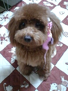 トイプードル　ブリーダー　子犬販売の専門店　AngelWan　静岡　兵庫　広島　愛知