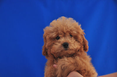 トイプードル　ブリーダー　子犬販売の専門店　AngelWan　横浜市　戸塚区　瀬谷区　栄区　