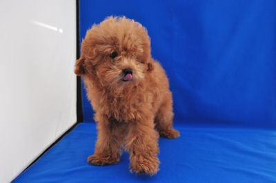 トイプードル　ブリーダー　子犬販売の専門店　AngelWan　湘南　川崎　町田　相模原　兵庫