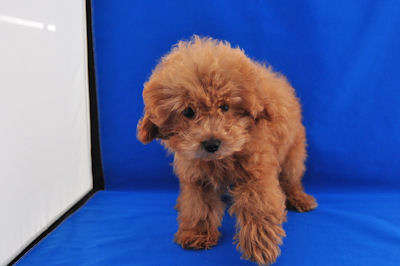 トイプードル　ブリーダー　子犬販売の専門店　AngelWan　東京　青森　秋田　長野　山梨