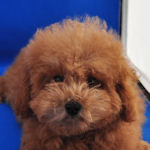 トイプードル　ブリーダー　子犬販売の専門店　AngelWan　横浜
