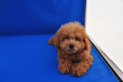 トイプードル　ブリーダー　子犬販売の専門店　AngelWan　JKC　神奈川　広島　大阪　京都