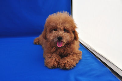 トイプードル こいぬ ペットショップ 横浜 トイプードル ブリーダー 子犬販売の専門店 AngelWan 全国対応可能 もこもこ