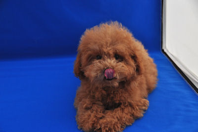 といぷーどる こいぬ ペットショップ トイプードル ブリーダー 子犬販売の専門店 AngelWan 山梨 静岡 長野 新潟 山形