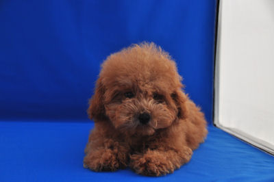 トイプードル もこもこ ふわふわ トイプードル ブリーダー 子犬販売の専門店 AngelWan 藤沢 鎌倉 逗子 葉山 カフェ