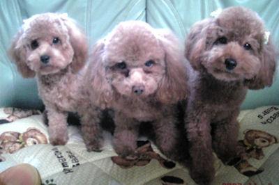 トイプードル　パパ　ママ　お兄ちゃん　家族