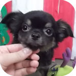 チワワ　ブリーダー　子犬販売の専門店　AngelWan　横浜