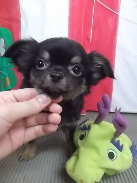 ロングコートチワワ ブリーダー販売 ペットショップ チワワ ブリーダー 子犬販売の専門店 AngelWan 神奈川県 ペットショップ 空輸