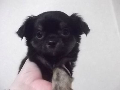 チワワ 子犬情報 ブリーダー チワワ ブリーダー 子犬販売の専門店 AngelWan 湘南 川崎 相模原 町田 東京