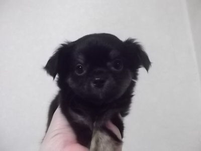 チワワ 子犬 画像 チワワ ブリーダー 子犬販売の専門店 AngelWan 千葉 埼玉 山梨 静岡 愛知