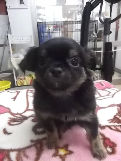 チワワ こいぬ ペットショップ チワワ ブリーダー 子犬販売の専門店 AngelWan 秋田 青森 長野 岐阜 滋賀 三重