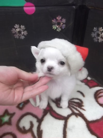 チワワ　ブリーダー　子犬販売の専門店　AngelWan　横浜市　戸塚区　泉区　港北区