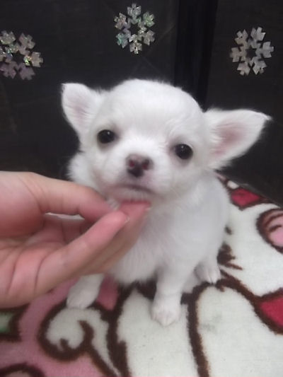 チワワ　ブリーダー　子犬販売の専門店　AngelWan　東京　千葉　神奈川　埼玉　静岡