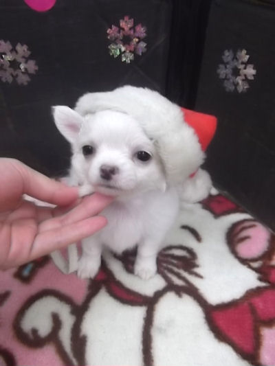 チワワ　ブリーダー　子犬販売の専門店　AngelWan　秋田　青森　長野　愛知　兵庫