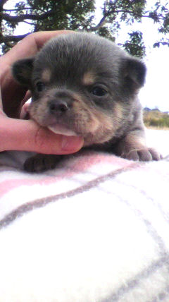 チワワ　ブリーダー　子犬販売の専門店　ＡｎｇｅｌＷａｎ　神奈川　ペットショップ