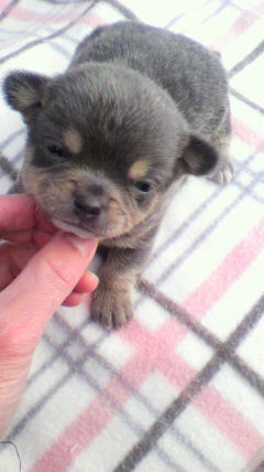 チワワ　ブリーダー　子犬販売の専門店　ＡｎｇｅｌＷａｎ　横浜　希少カラー　東京　千葉