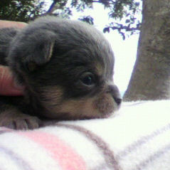 チワワ　ブリーダー　子犬販売の専門店　ＡｎｇｅｌＷａｎ　北海道　沖縄　福井　富山　香川