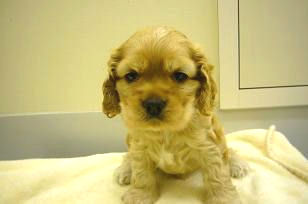 アメリカンコッカースパニエル　ブリーダー　子犬販売の専門店　AngelWan　神奈川