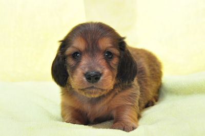 ミニチュアダックスフンド 子犬 画像 ミニチュアダックスフンド ブリーダー 子犬販売の専門店 AngelWan 横浜 ロング