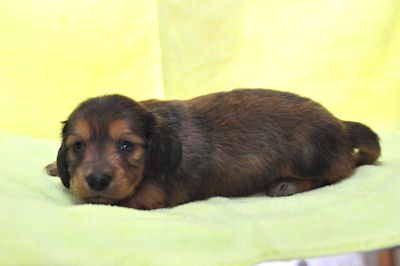 ミニチュアダックスフンド 仔犬 ペットショップ ミニチュアダックスフンド ブリーダー 子犬販売の専門店 AngelWan 北海道 沖縄