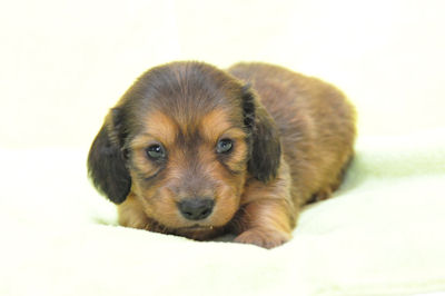 ミニチュアダックスフンド ロングヘアー JKC ミニチュアダックスフンド ブリーダー 子犬販売の専門店 AngelWan 人気犬種