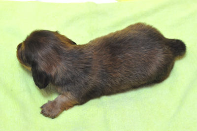 ミニチュアダックスフンド 仔犬出産情報 ブリーダー ミニチュアダックスフンド ブリーダー 子犬販売の専門店 AngelWan 東京都 神奈川県