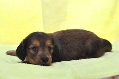 ミニチュアダックスフンド ロング ペット販売 ミニチュアダックスフンド ブリーダー 子犬販売の専門店 AngelWan レッド ♂