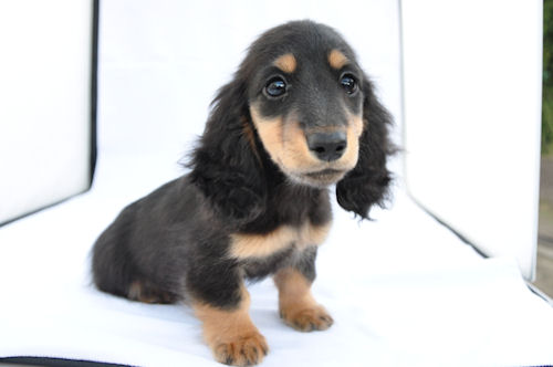 ミニチュアダックスフンド 良血統 ショータイプ ミニチュアダックスフンド ブリーダー 子犬販売の専門店 AngelWan 横浜 JKC 血統優秀