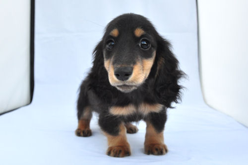 ミニチュアダックスフンド チャンピオン直子 ハイクオリティ ミニチュアダックスフンド ブリーダー 子犬販売の専門店 AngelWan 神奈川 ロングヘア