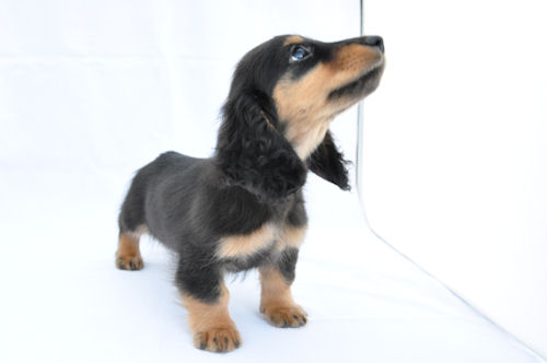 ミニチュアダックスフンド ロング ドッグショー ミニチュアダックスフンド ブリーダー 子犬販売の専門店 AngelWan 東京 千葉 埼玉