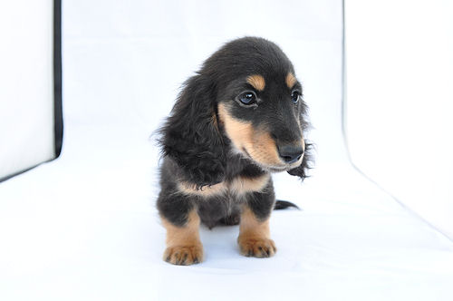 ミニチュアダックスフンド 子犬 ショータイプ ミニチュアダックスフンド ブリーダー 子犬販売の専門店 AngelWan 愛知 福岡 兵庫