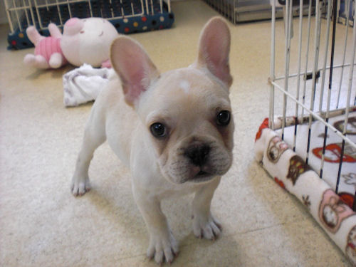 フレンチブルドッグ　ブリーダー　子犬販売の専門店　AngelWan　横浜　ペットショップ
