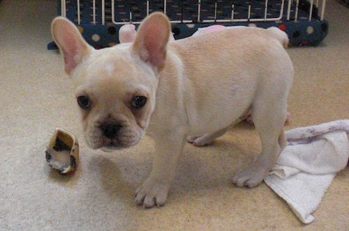 フレンチブルドッグ　ブリーダー　子犬販売の専門店　AngelWan　神奈川　ペットショップ