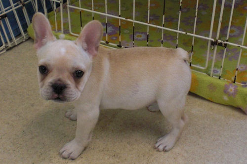 フレンチブルドッグ　ブリーダー　子犬販売の専門店　AngelWan　東京　千葉　埼玉　茨城