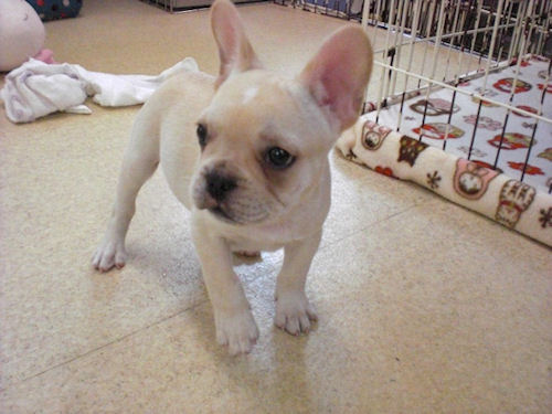 フレンチブルドッグ　ブリーダー　子犬販売の専門店　AngelWan　青森　秋田　長野　静岡