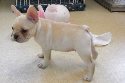 フレンチブルドッグ　ブリーダー　子犬販売の専門店　AngelWan　大阪　愛知　福岡　広島