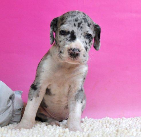 グレートデーン　ブリーダー　子犬販売の専門店　AngelWan　兵庫　広島　大阪　愛知
