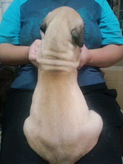 グレートデン　ブリーダー　子犬販売の専門店　AngelWan　東京都　湘南　町田　相模原