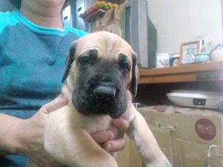 グレートデン　ブリーダー　子犬販売の専門店　AngelWan　横浜市　港北区　都筑区　南区