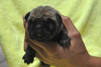 グレートデン　ブリーダー　子犬販売の専門店　AngelWan　愛知　岐阜　三重　滋賀