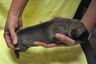 グレートデン　ブリーダー　子犬販売の専門店　AngelWan　北海道　沖縄　福岡　富山