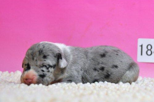 グレートデーン　ブリーダー　子犬販売の専門店　AngelWan　超大型犬　TVCM