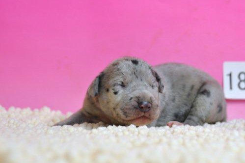 グレートデーン　ブリーダー　子犬販売の専門店　AngelWan　全国対応可能　空輸　陸送