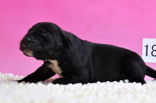 グレートデーン　ブリーダー　子犬販売の専門店　AngelWan　横浜市戸塚区　泉区　都筑区